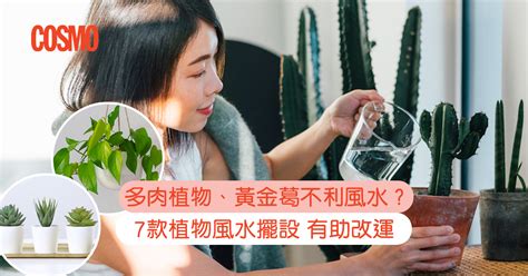 泥種植物風水|多肉植物風水禁忌｜風水師分享7款室內植物風水擺 